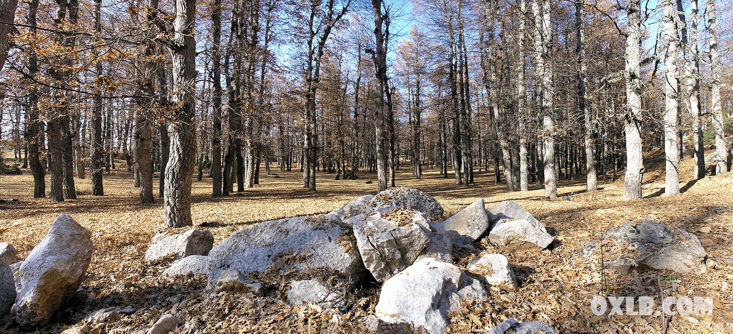 Fnaidek Fneidik Hairy Oaks Trees in Fnaydek Forest