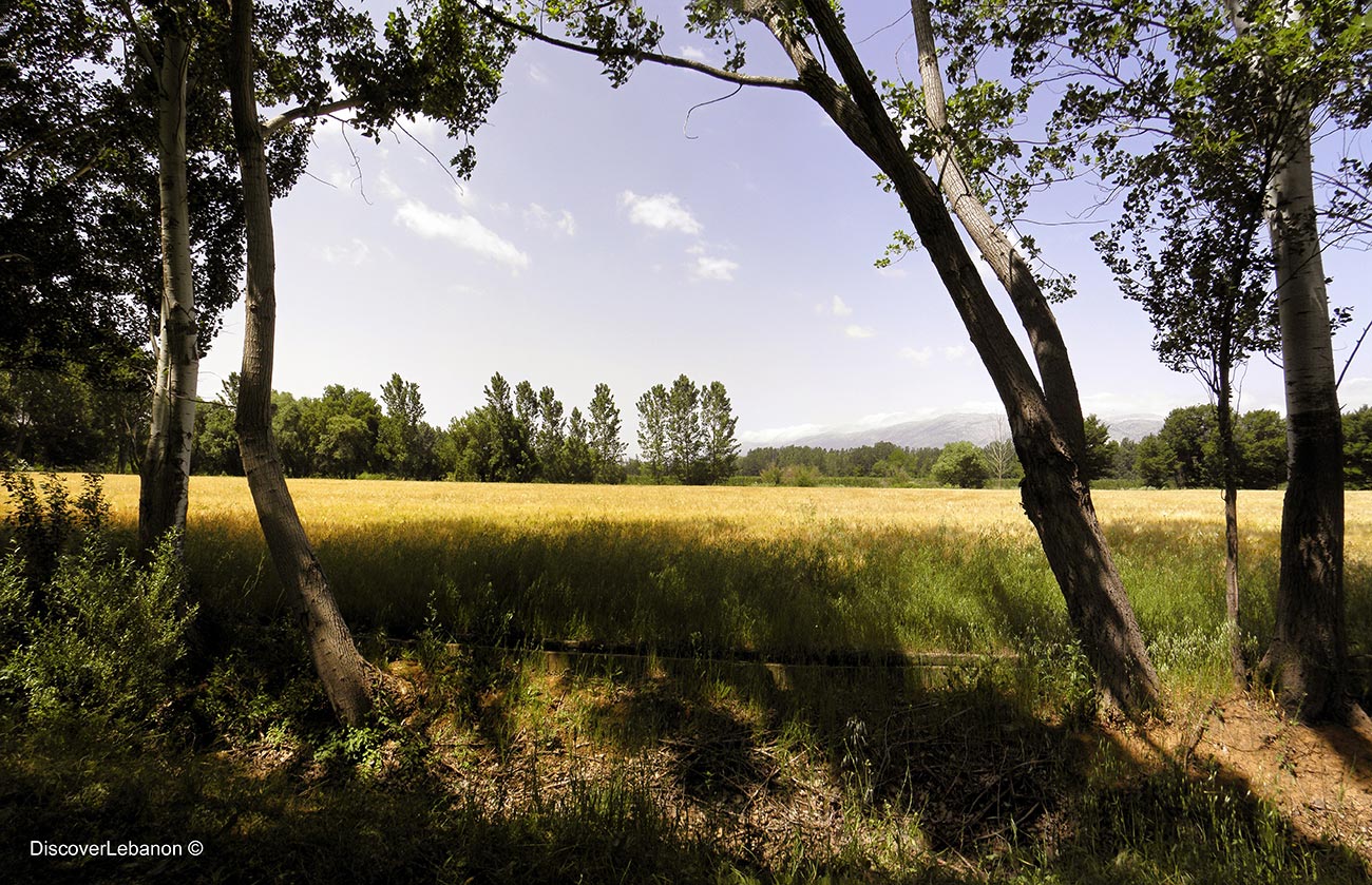 Stunning image of the Bekaa Valley in Taanayel