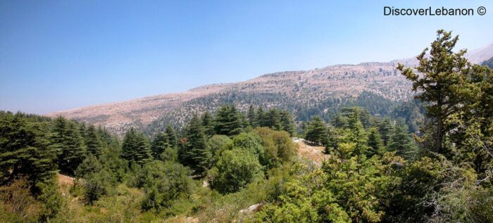 Poster of Ehden Forest