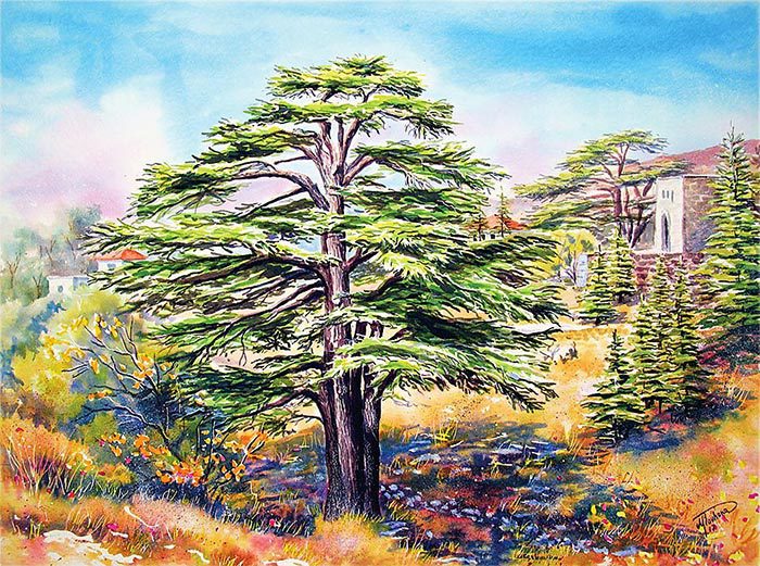 Cedars of Lebanon - Art print reproduction