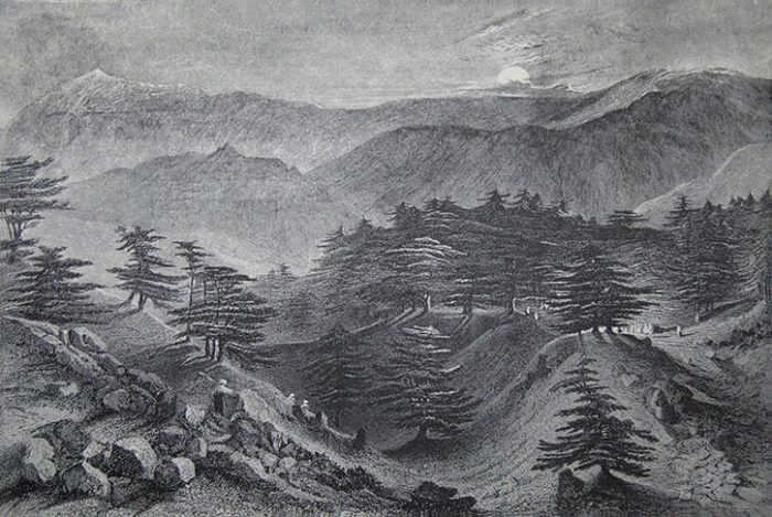 Cedars of Lebanon 1836