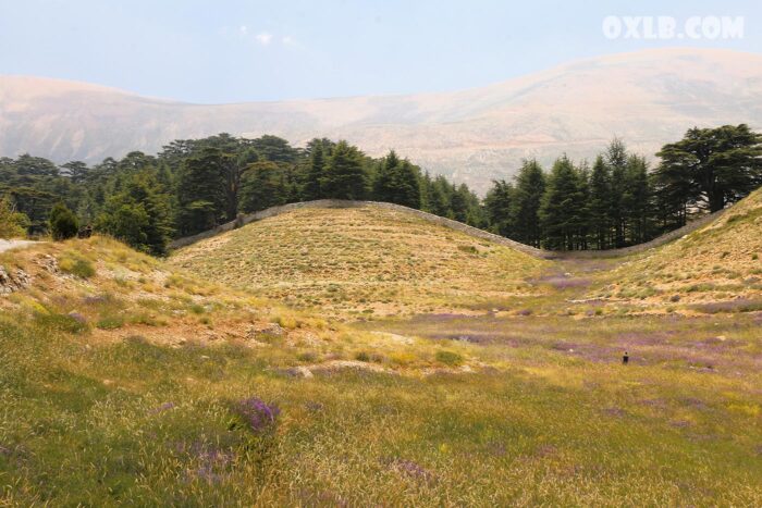 Landscape cedar of Lebanon