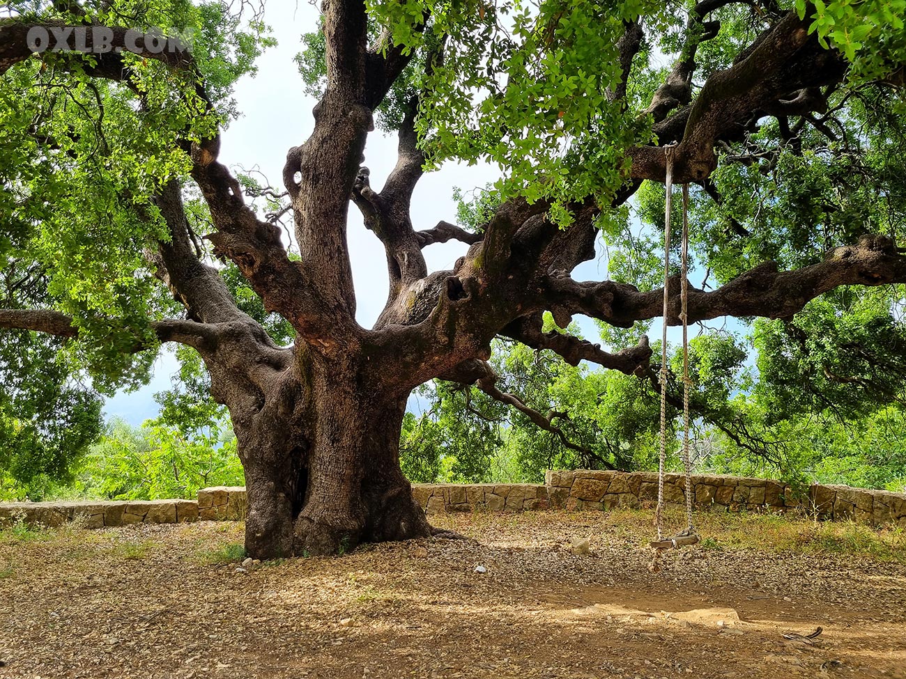 Oak tree of Elmat Almat