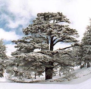 Postcards Lebanese destination - Image 14