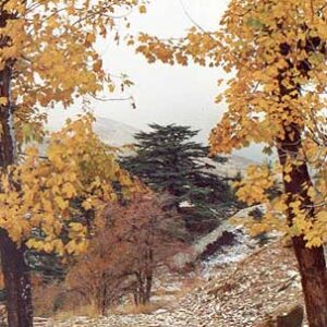 Postcards Lebanese destination - Image 12