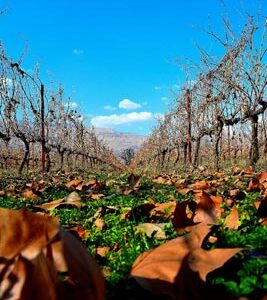 Postcards - Lebanon Heaven on Earth - Image 9