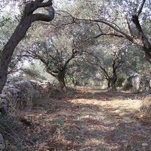 Organic Extra Virgin Olive Oil زيت زيتون بكر ممتاز - Image 7