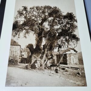 Album Mount Lebanon reproductions of early photographs - Image 5