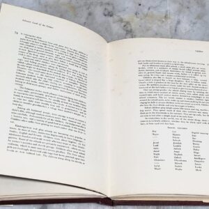 Lebanon Land of the Cedars - Image 3