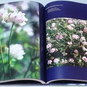 Floral Enchantment to Lebanon - Image 3