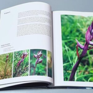 Orchids of Lebanon - Image 2