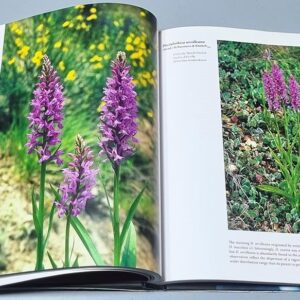 Orchids of Lebanon - Image 3