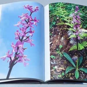 Orchids of Lebanon - Image 4