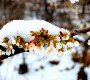Postcards - Lebanon Heaven on Earth - Image 11