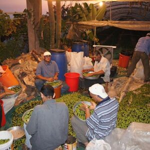 Organic Extra Virgin Olive Oil زيت زيتون بكر ممتاز - Image 9