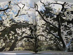 The Other Lebanon by Pascal Beaudenon - Image 9