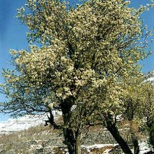 Greeting cards reproducing images of Lebanon - Image 8