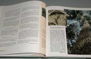 Lebanon – A Name through 4000 Years Entity and Identity - Image 11