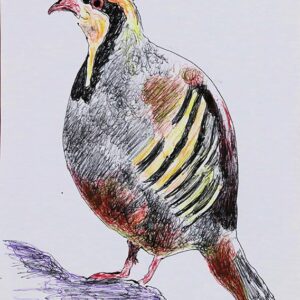 Art drawings of Birds of Lebanon - Image 19