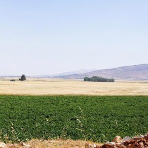 View of the Beqaa plain, 60 x 30 cm - Image 1