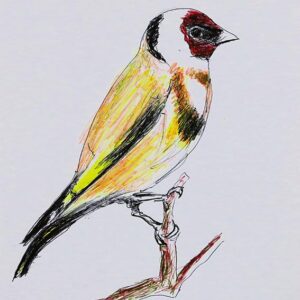 Art drawings of Birds of Lebanon - Image 18