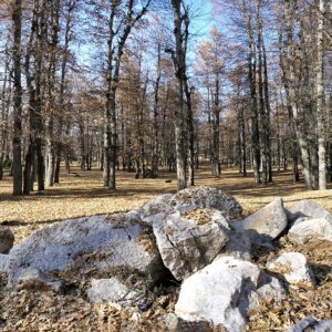 Hairy Oaks Trees in Fnaydek Forest - Image 1
