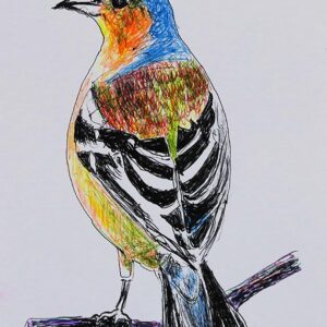 Art drawings of Birds of Lebanon - Image 16