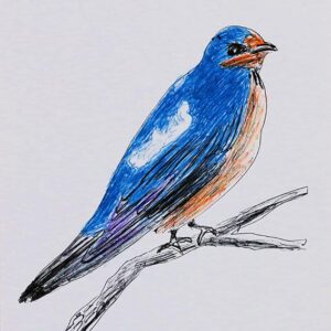 Art drawings of Birds of Lebanon - Image 15