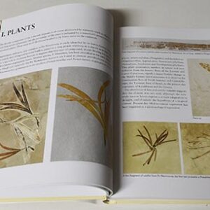 Book - Fossils of Lebanon - Image 6