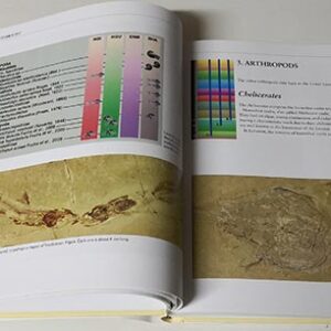Book - Fossils of Lebanon - Image 7