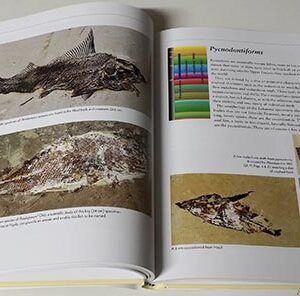 Book - Fossils of Lebanon - Image 8