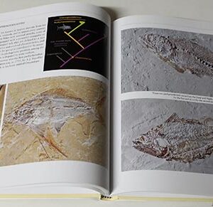 Book - Fossils of Lebanon - Image 9
