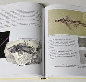 Book - Fossils of Lebanon - Image 2