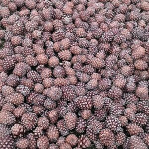 Lebanon stone pines - Image 5