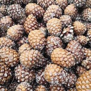 Lebanon stone pines - Image 3