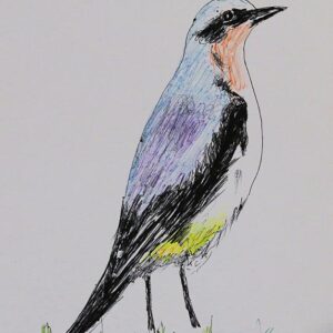 Art drawings of Birds of Lebanon - Image 13