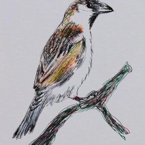 Art drawings of Birds of Lebanon - Image 12