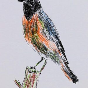 Art drawings of Birds of Lebanon - Image 11