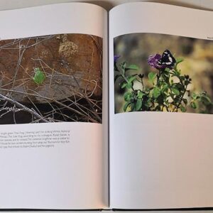 A Photographic Remembrance - Image 8