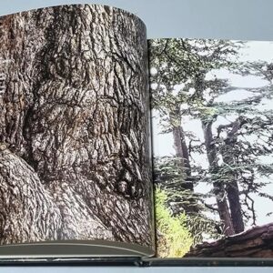 Bare Roots - Doumit Abisaleh, Daniel Low-Beer - Image 4