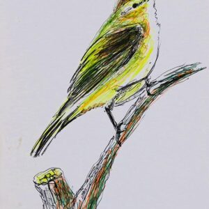 Art drawings of Birds of Lebanon - Image 10