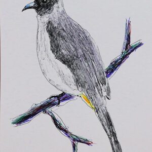 Art drawings of Birds of Lebanon - Image 9