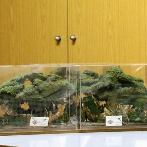 Sculpture Miniature Bonsai Cedar Tree - Image 8