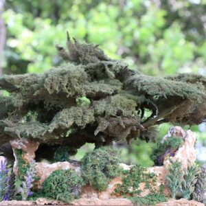 Sculpture Miniature Bonsai Cedar Tree - Image 12