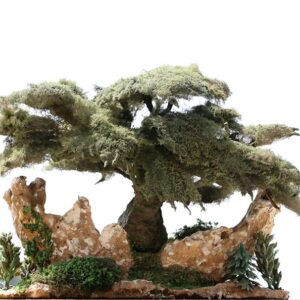 Sculpture Miniature Bonsai Cedar Tree - Image 11