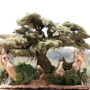 Sculpture Miniature Bonsai Cedar Tree - Image 10