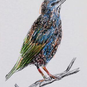 Art drawings of Birds of Lebanon - Image 7
