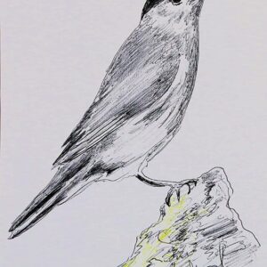 Art drawings of Birds of Lebanon - Image 6