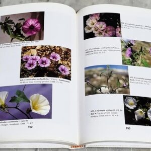 Thousand and One Flowers of Lebanon - Image 3