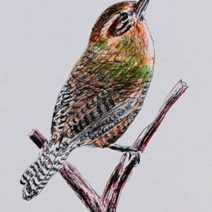 Art drawings of Birds of Lebanon - Image 5